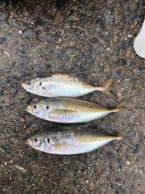 朝一のサビキ釣り