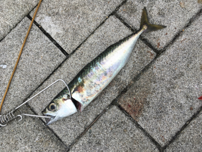 海の日は小サバ祭り。。