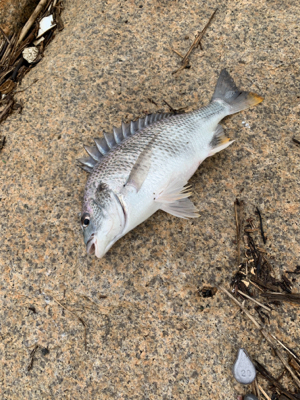 夕方のぶっ込み釣り