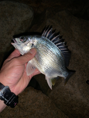 夜のぶっ込み釣り