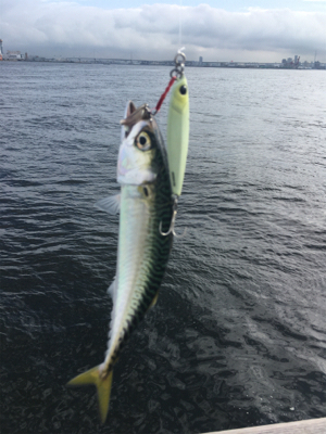 今日も小鯖だけ一瞬の爆釣。。