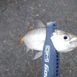 連休3日目雨天強行釣行そして今日も・・・