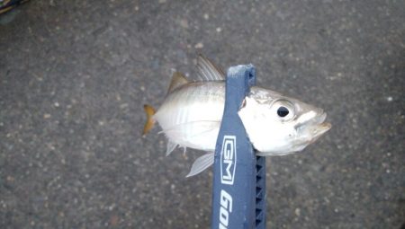 連休3日目雨天強行釣行そして今日も・・・