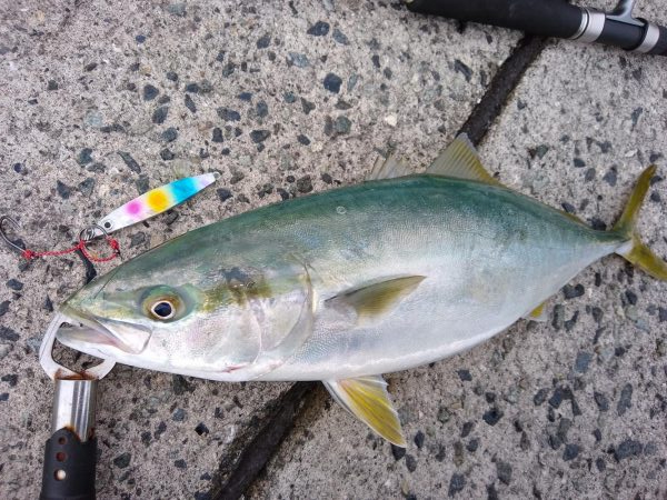 ヤズちゃん 愛媛 八幡浜市 伊方町 ショアジギング ハマチ イナダ 陸っぱり 釣り 魚釣り 釣果情報サイト カンパリ