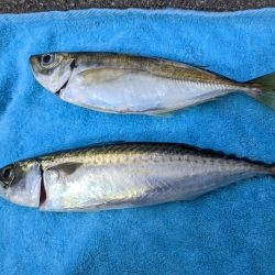 大潮 サバ渋くアジが釣れましたよ〜