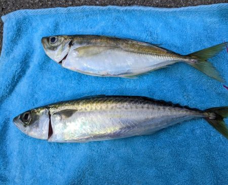 大潮 サバ渋くアジが釣れましたよ〜