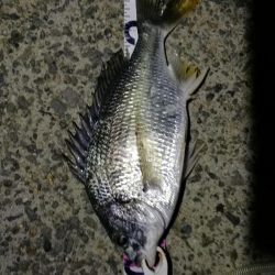 （2020/07/30 南港ヘチ釣り　 キビレチヌ 38cm,36.5㎝、真チヌ、 釣果有り）