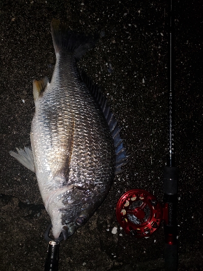 芦屋周辺チヌテスト釣行