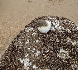 やっと釣れました