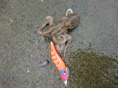 梅雨の合間の朝マズメ！！タコング釣果！！