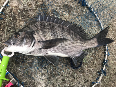 雨中ヘチ釣り