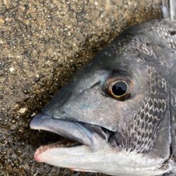 雨の中チヌ釣り