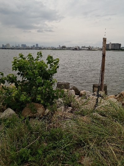 ハゼ釣り