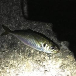 夜の釣り