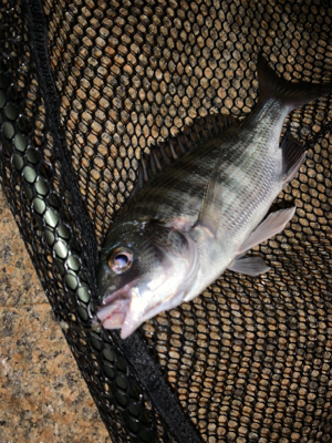 夜のぶっ込み釣り