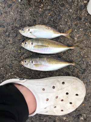 朝一のサビキ釣り