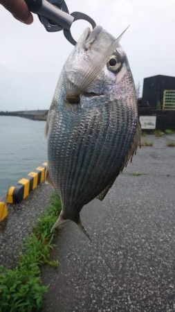 へち釣り