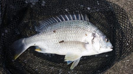 へち釣り