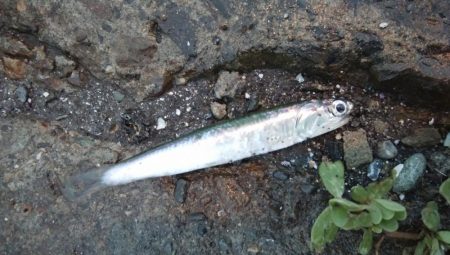 連休3日目雨天強行釣行そして今日も・・・