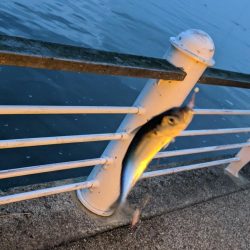 大潮 サバ渋くアジが釣れましたよ〜