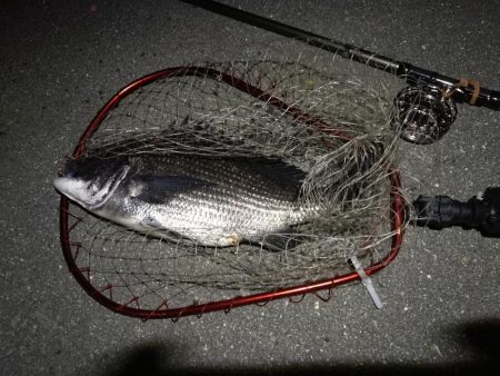 （2020/07/21 南港ヘチ釣り　 真チヌ 48.5㎝ キビレチヌ 37.5cm 釣果有り）