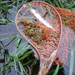 放流魚が多かったけど、、、