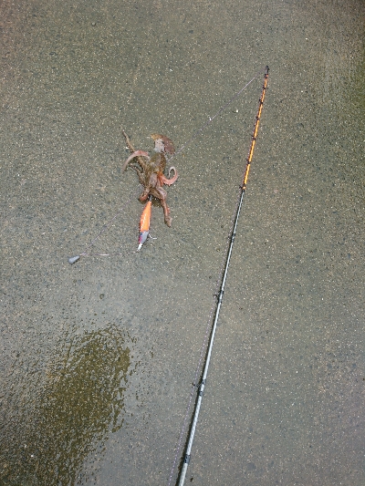 梅雨の合間の朝マズメ！！タコング釣果！！