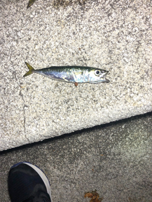 太刀魚狙い❗️