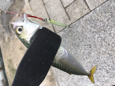 海の日は小サバ祭り。。