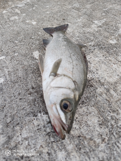 エバことメッキ釣り