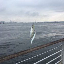 今朝も小鯖は場所次第で爆釣w