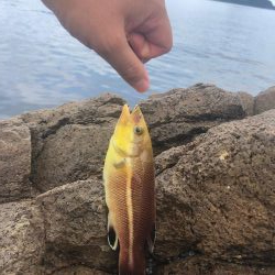 現地調達の蟹でも釣れた