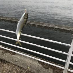 アジ狙い釣り