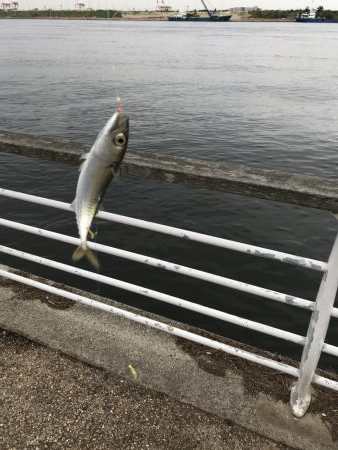 アジ狙い釣り