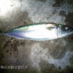 大サバの夜釣り