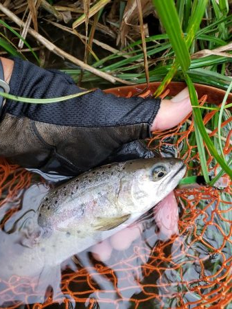 放流魚が多かったけど、、、