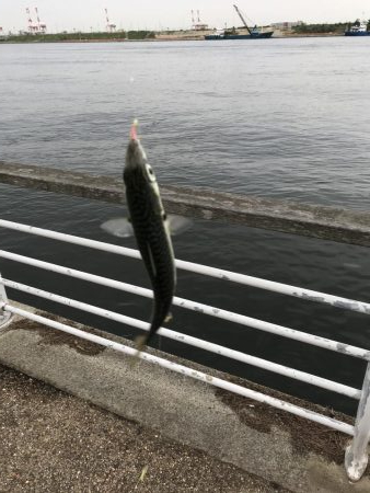 アジ狙い釣り