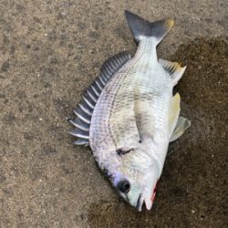 雨の中チヌ釣り