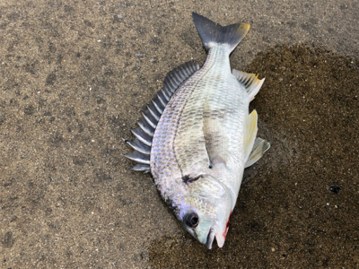 雨の中チヌ釣り