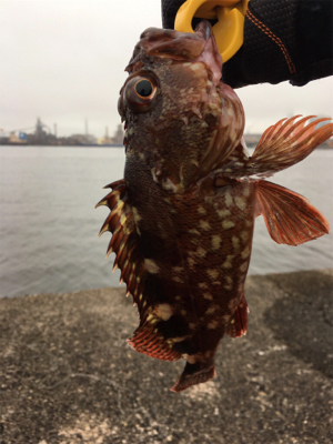 木更津沖堤防！