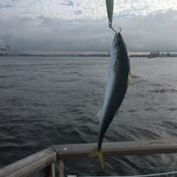 今日も小鯖だけ一瞬の爆釣。。