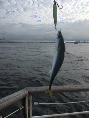 今日も小鯖だけ一瞬の爆釣。。