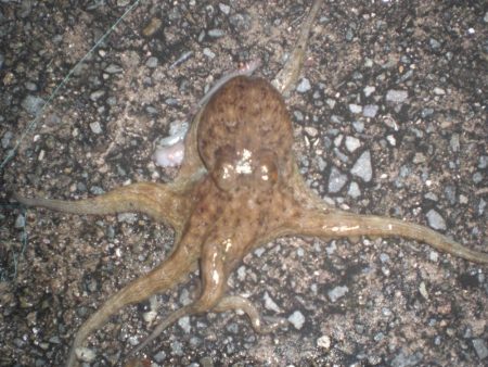 雨の隙間のタコ