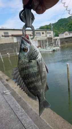 へち釣り