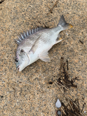 夕方のぶっ込み釣り