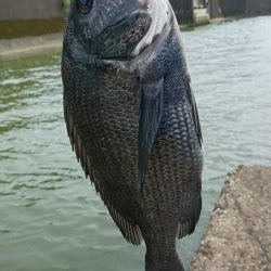 へち釣り