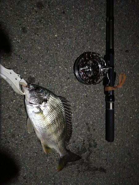 （2020/07/21 南港ヘチ釣り　 真チヌ 48.5㎝ キビレチヌ 37.5cm 釣果有り）