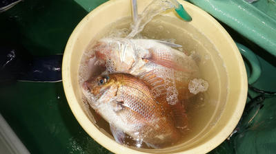 恵陽丸 釣果