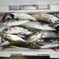 恵陽丸 釣果