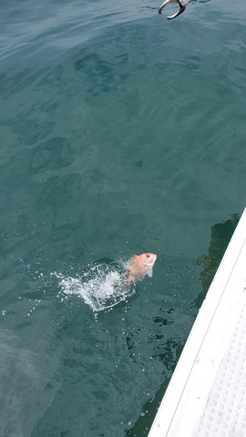 遊漁船　ニライカナイ 釣果